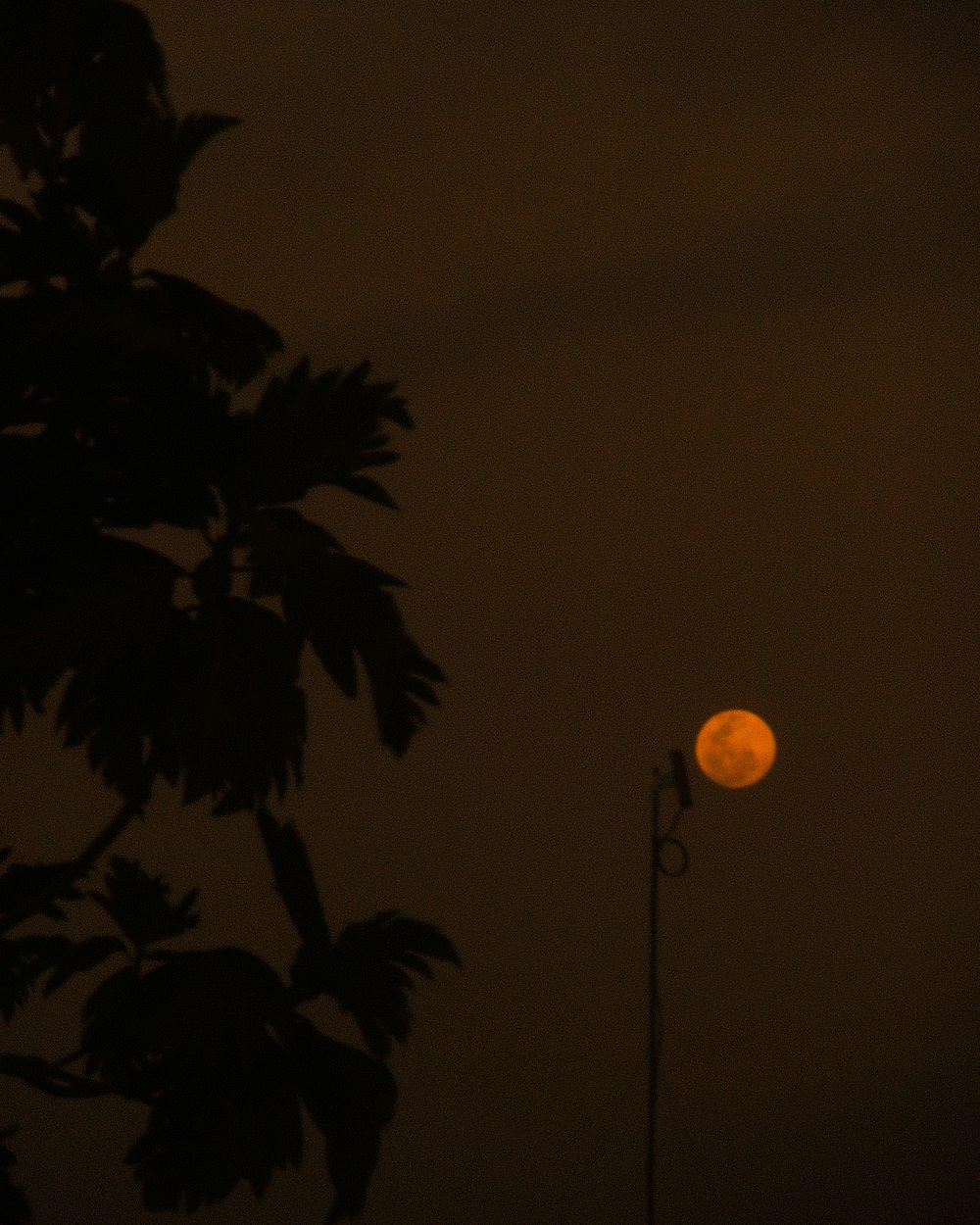 a full moon seen through the branches of a tree