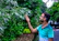 A man in casual clothes examining a green plant leaf with a look of curiosity.