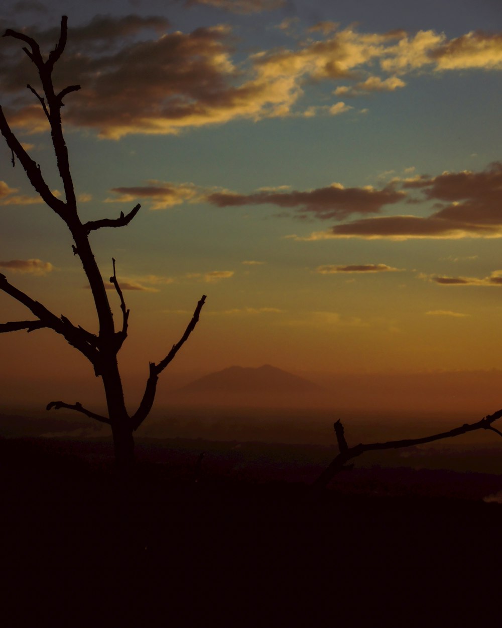 a lone tree is silhouetted against a sunset