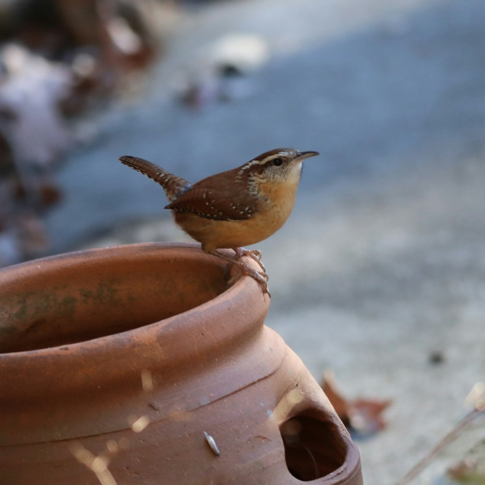 a small bird perched on top of a clay pot