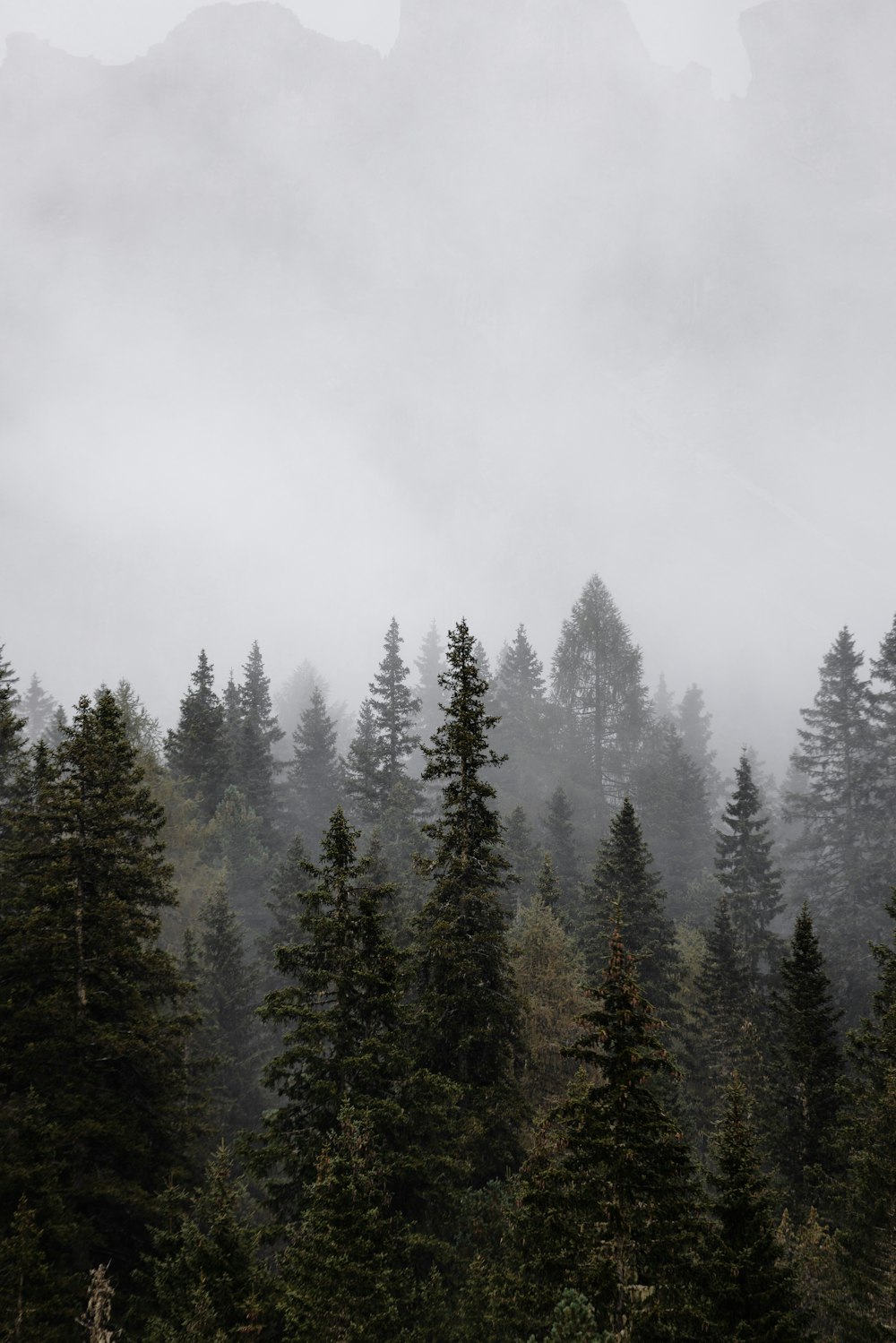 a group of pine trees in a foggy forest