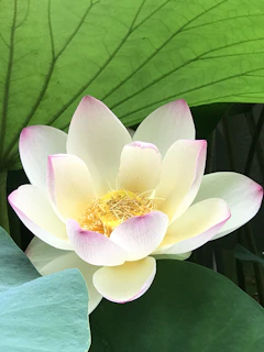 A detailed close-up of Kamadeva’s flower-tipped arrows resting on a lotus leaf.