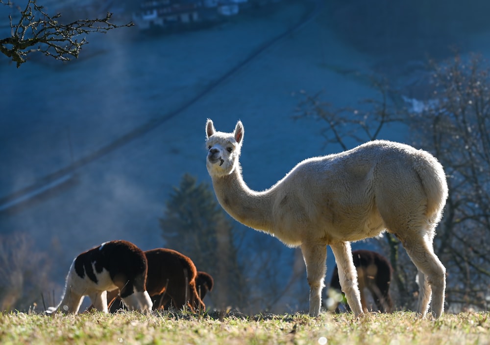 a llama and two other animals grazing in a field