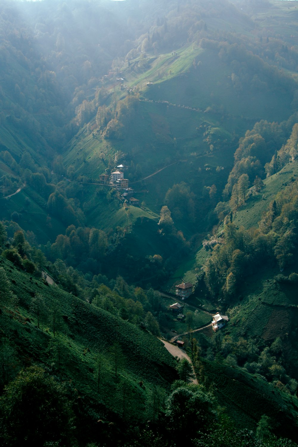 a view of a lush green hillside covered in trees