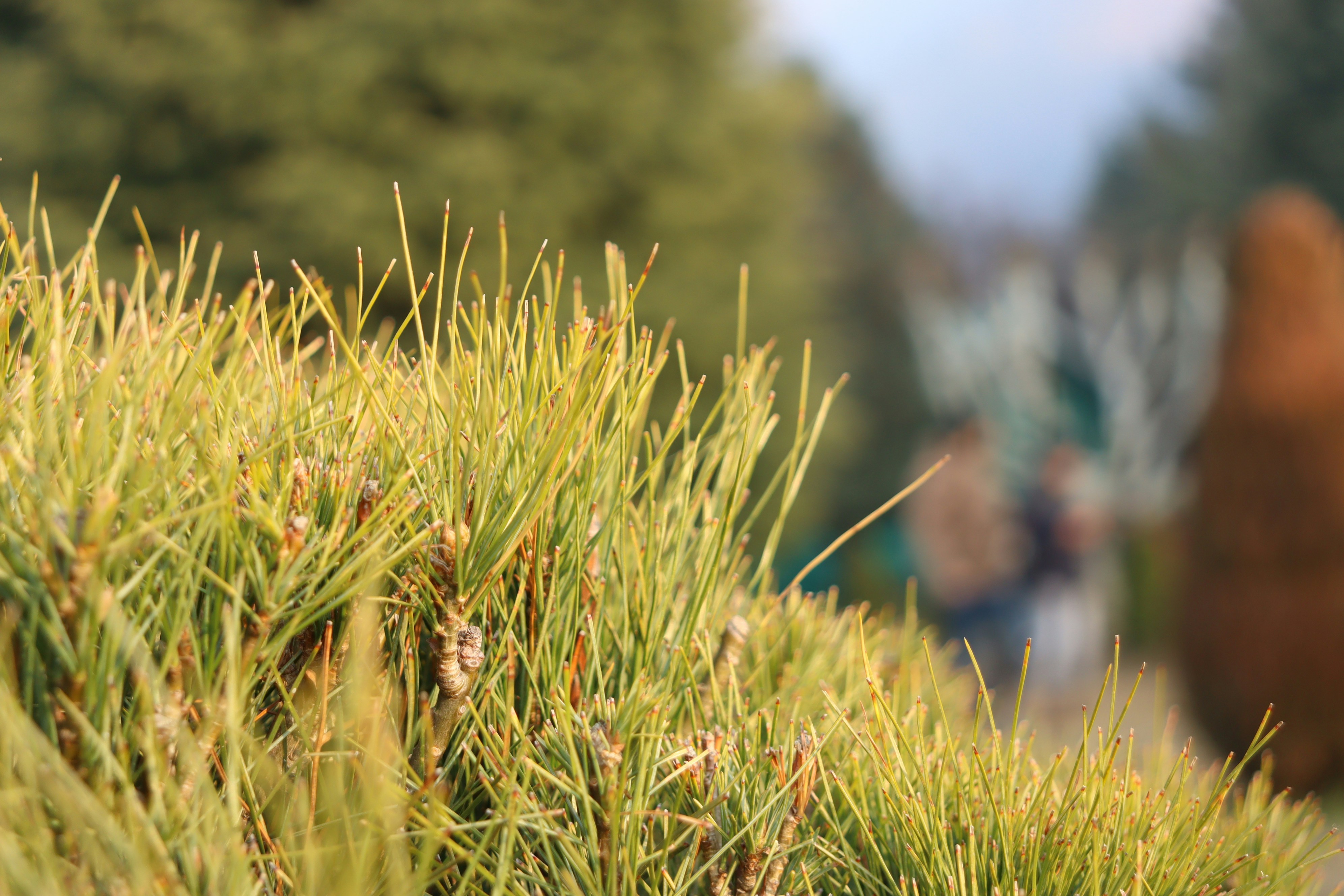 a close up of a plant with people in the background