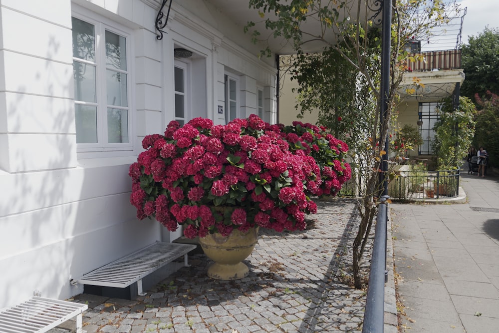 eine Topfpflanze mit rosa Blüten sitzt auf einem Bürgersteig