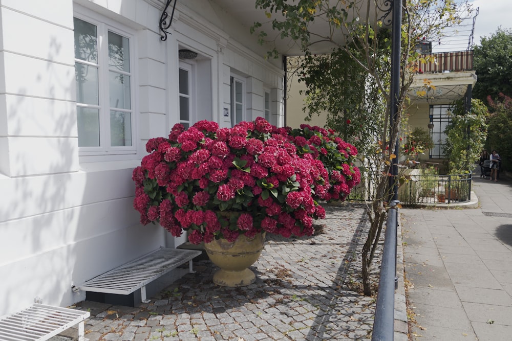 a potted plant with pink flowers sitting on a sidewalk