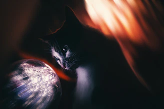 A whimsical cartoon cat holding an enchanted mailbox glowing softly with floating sparkles around it.