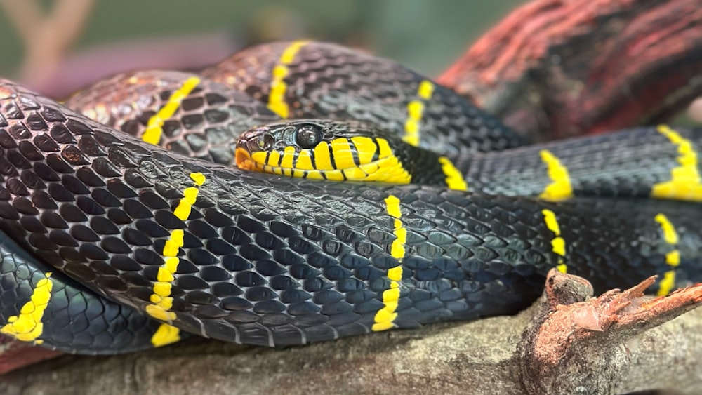 a black and yellow snake is curled up on a branch