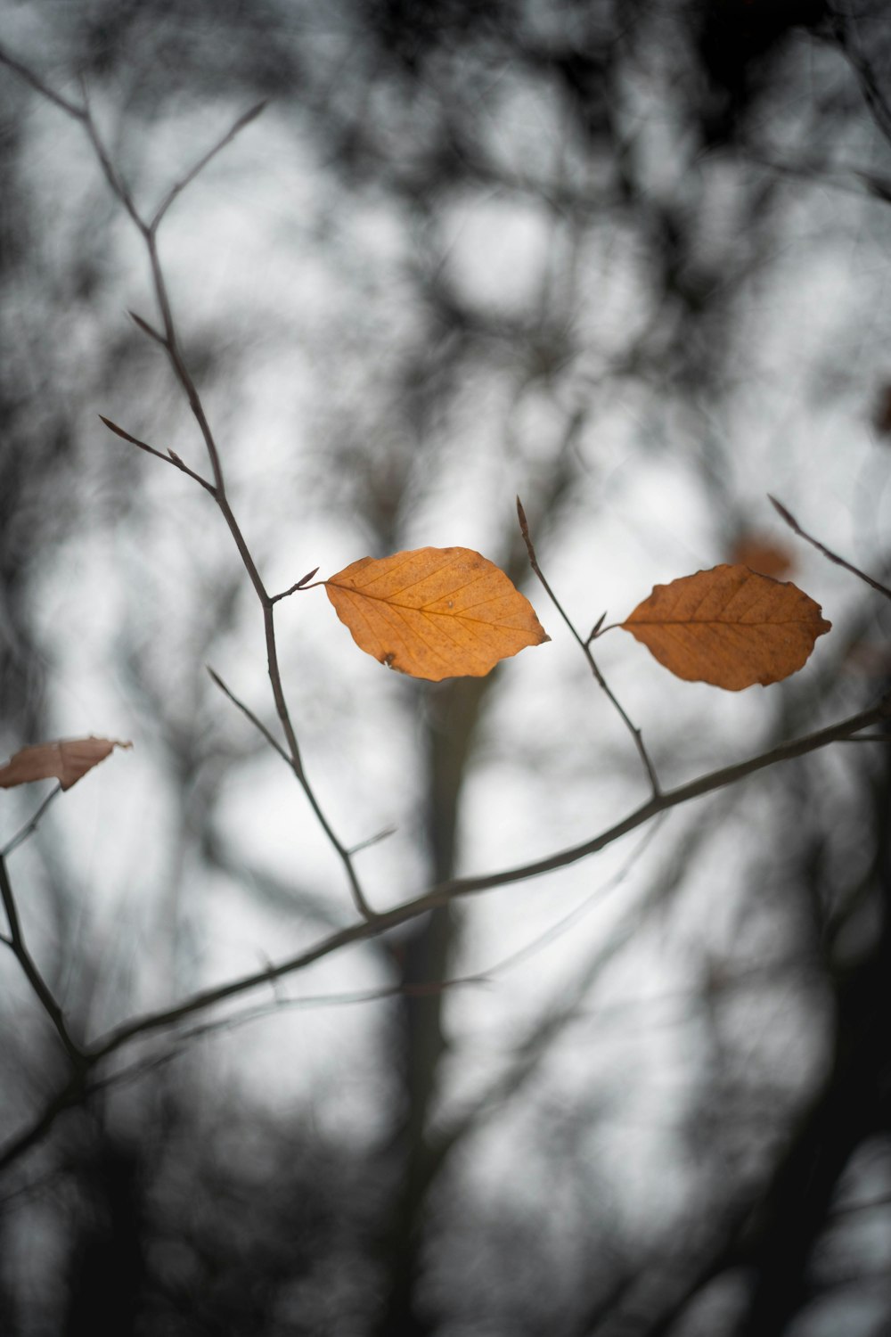 a couple of leaves that are on a branch