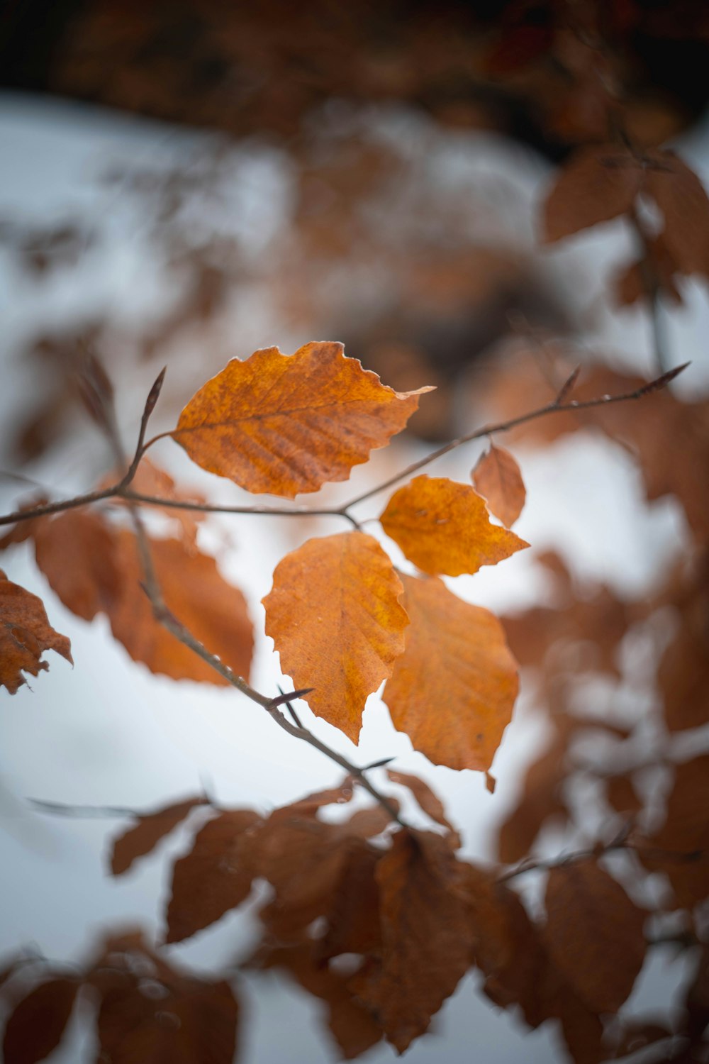 a branch of a tree with some leaves on it