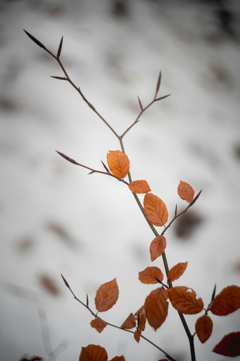 ein Zweig mit orangefarbenen Blättern vor weißem Hintergrund