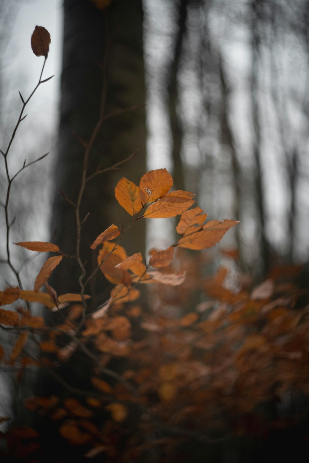 a leafy tree in the middle of a forest