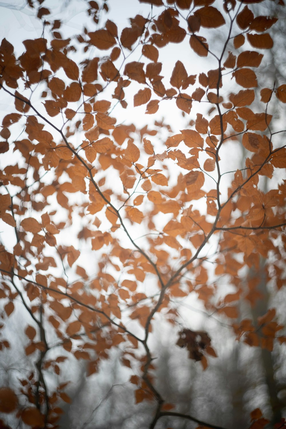 a close up of a tree with lots of leaves