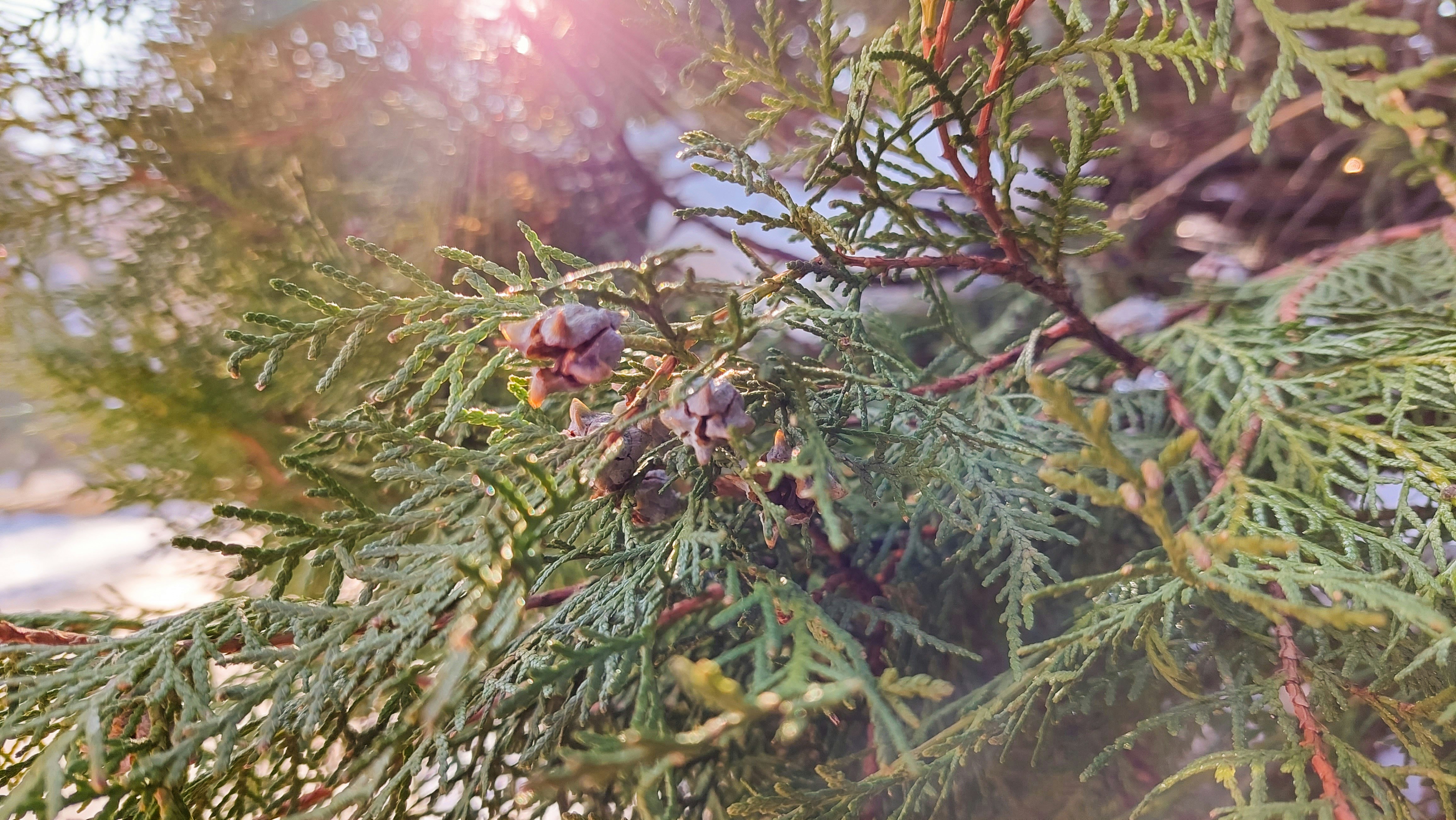 a branch of a pine tree with cones on it