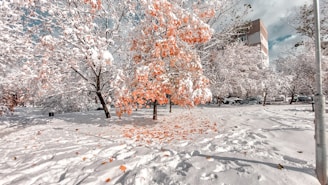a snow covered park with trees and a building in the background