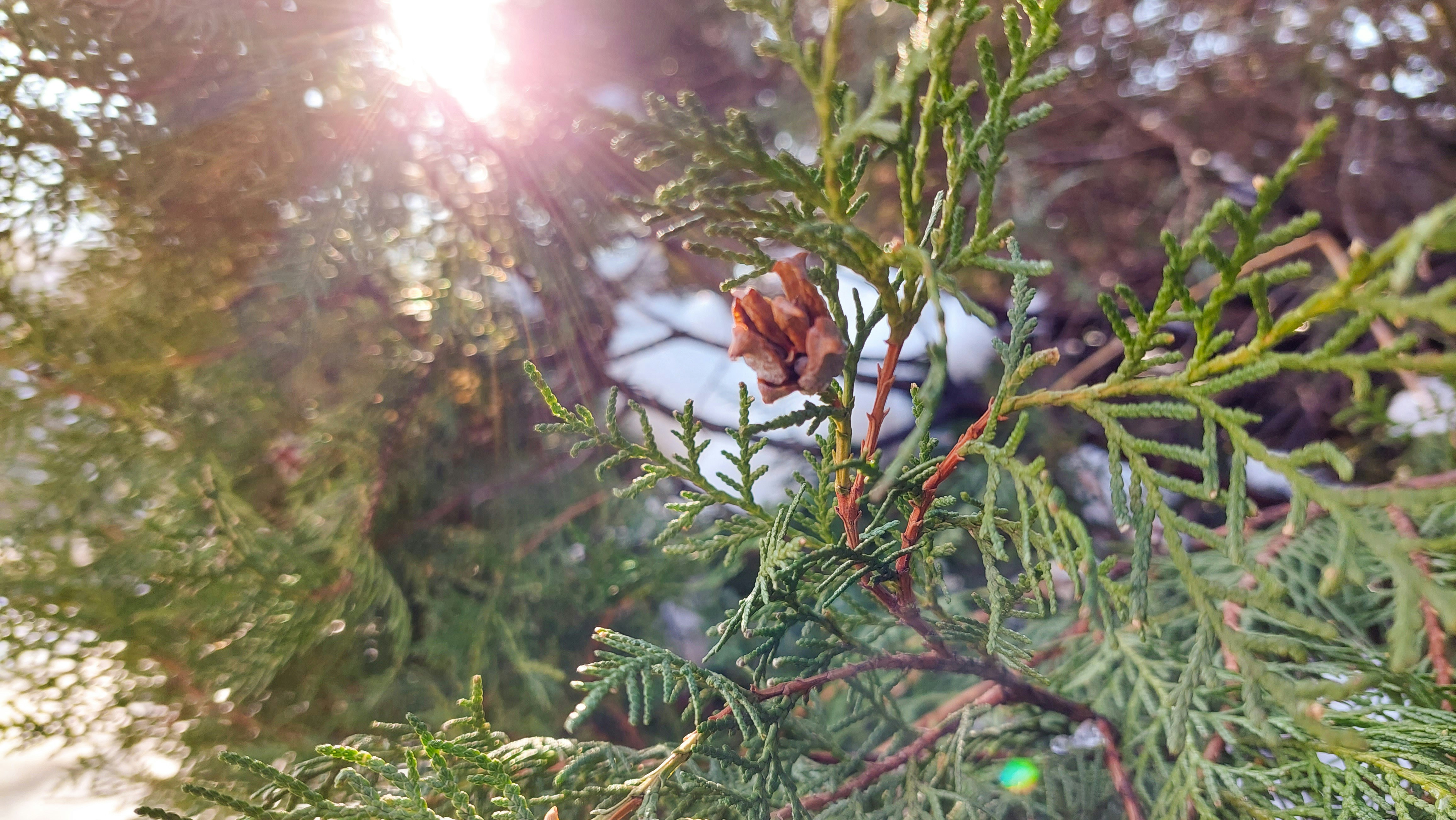 a close up of a pine tree with the sun shining through the branches