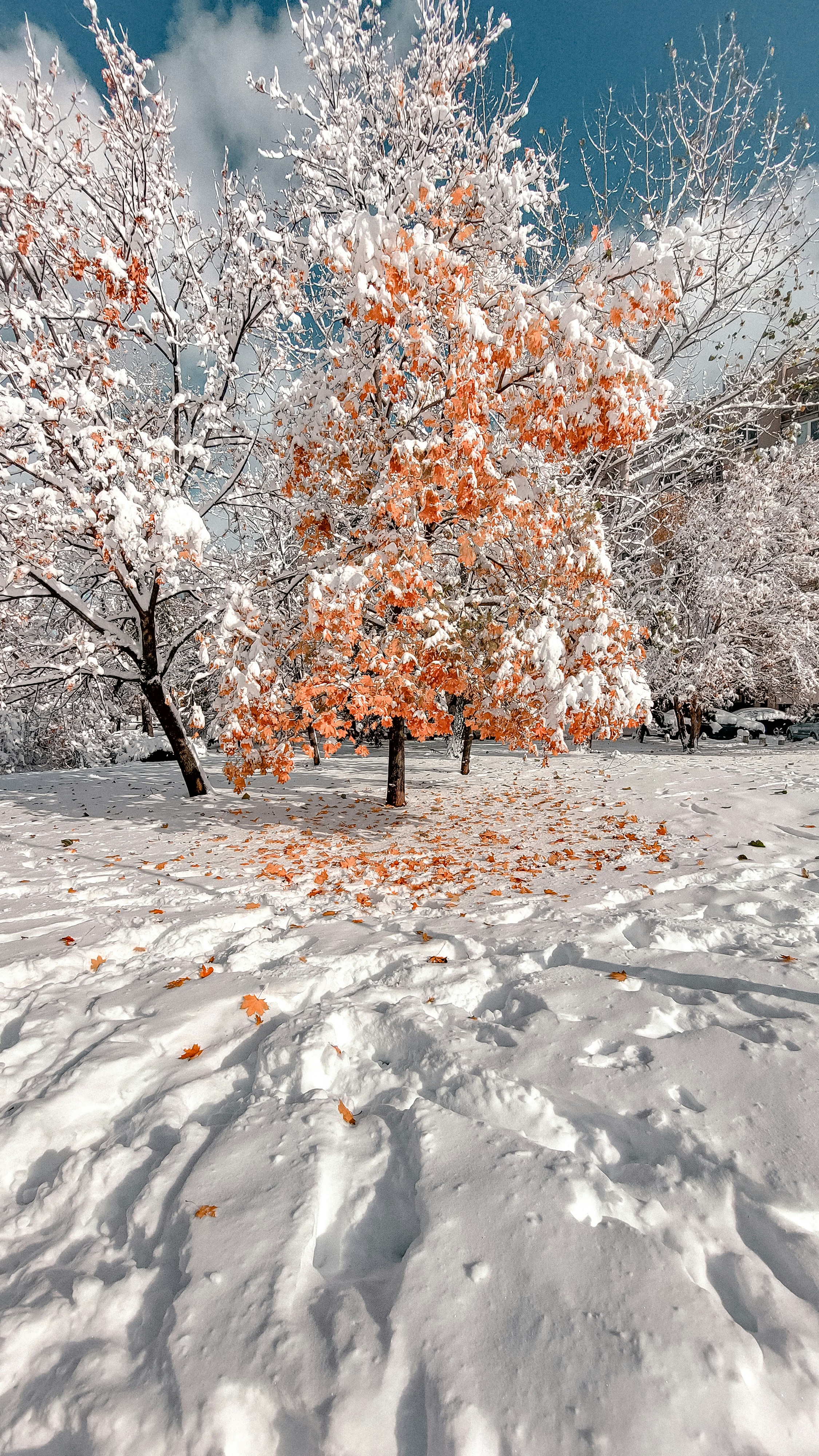a snow covered field with trees and orange leaves