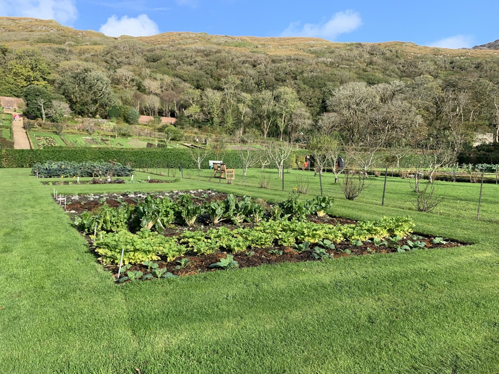 Un exuberante campo verde lleno de muchas plantas