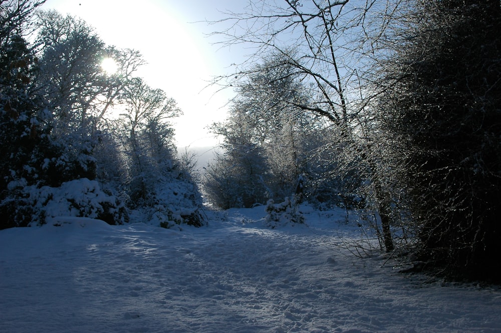 a snow covered path in the middle of a forest