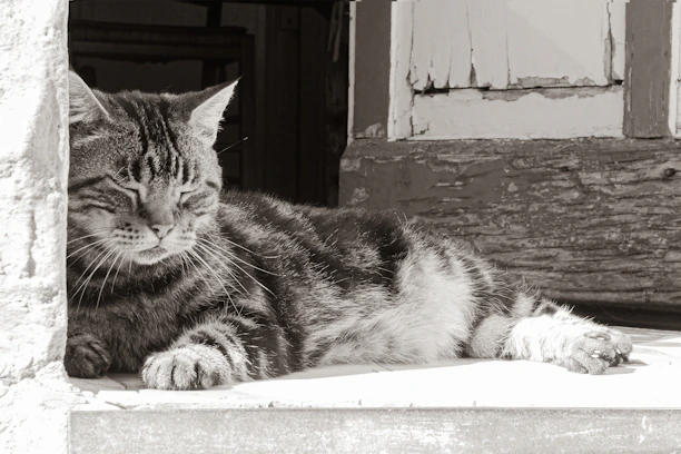 A content tabby cat curled up in a sunny spot, enjoying the calm environment.