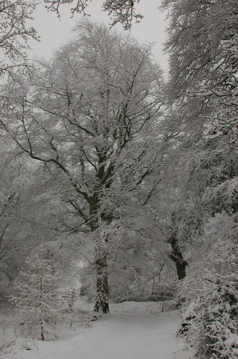 a snow covered park with a bench and trees