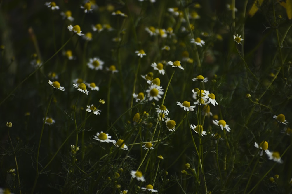 a bunch of white and yellow flowers in a field