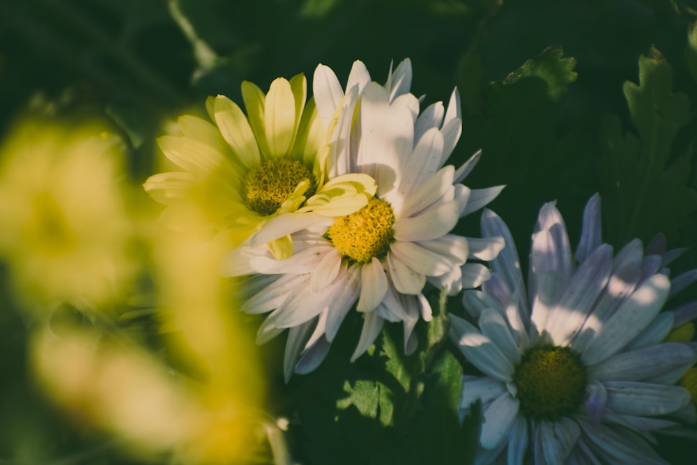 a group of white and yellow flowers with green leaves