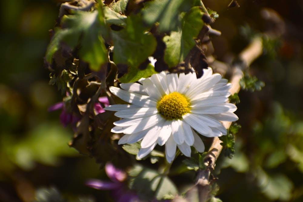 a white flower with a yellow center surrounded by green leaves