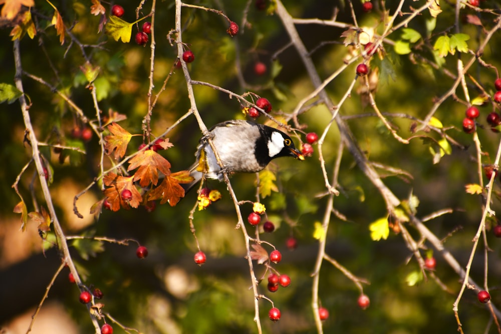 a small bird perched on a branch of a tree