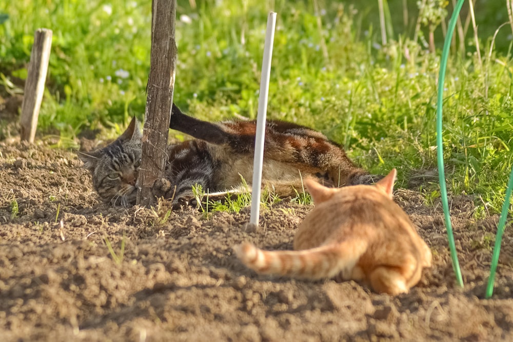 a couple of cats laying on top of a dirt field