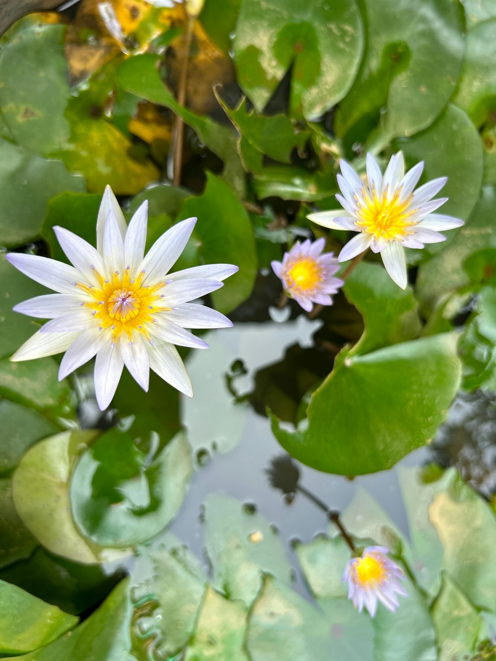 two water lilies in a pond surrounded by lily pads