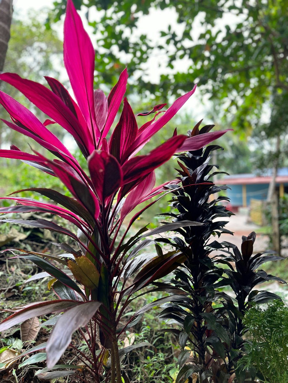 a red plant in the middle of a forest