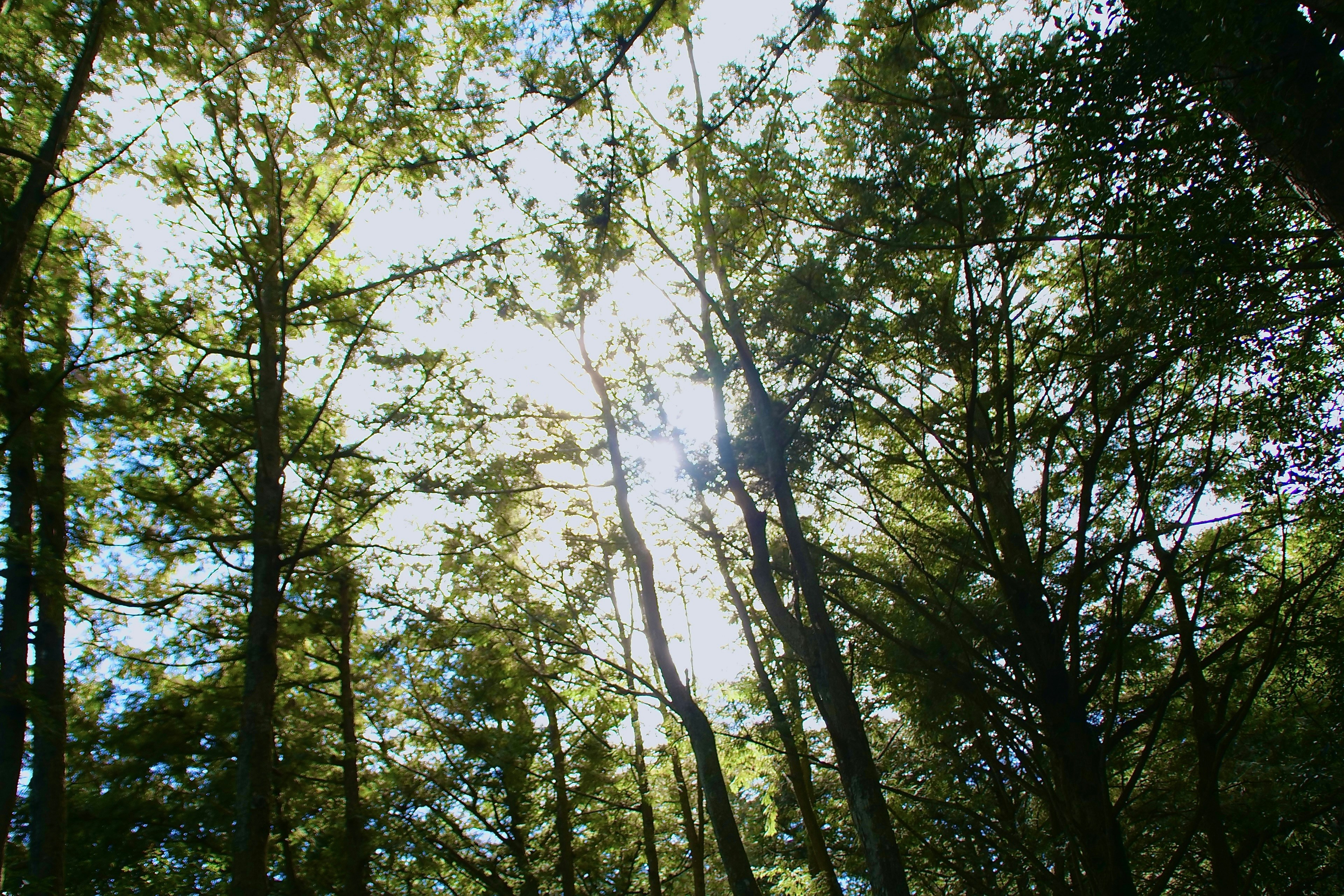 Photo by cocoshalalala