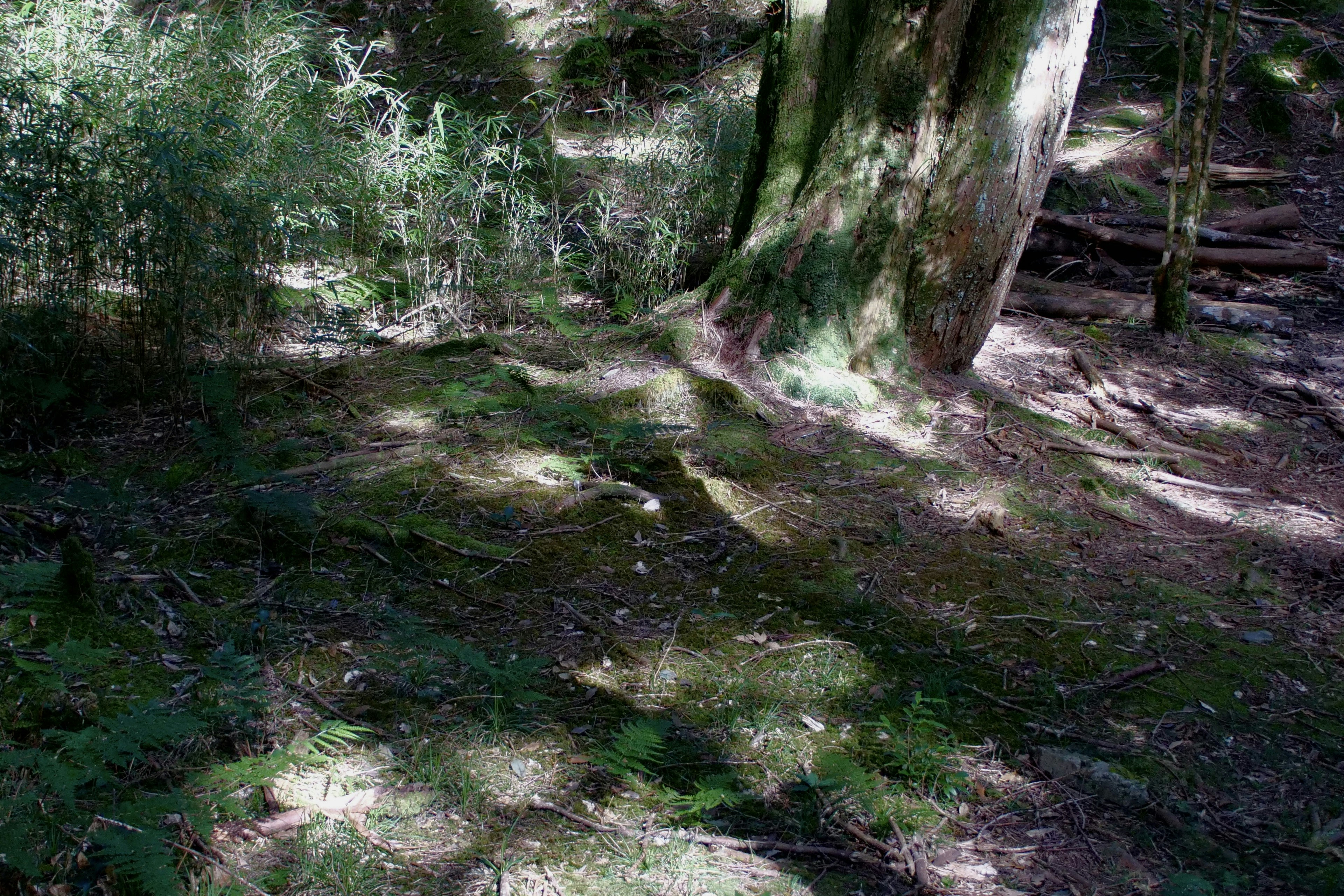 Photo by cocoshalalala