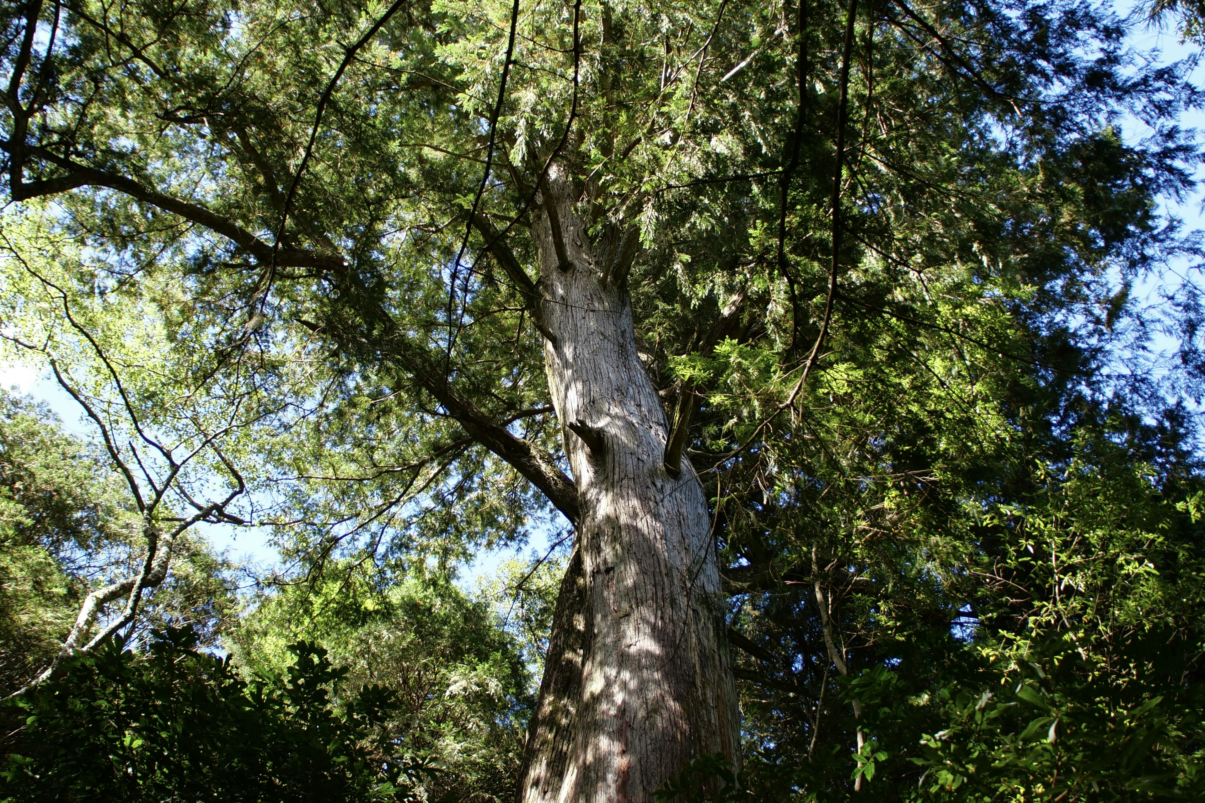 Photo by cocoshalalala