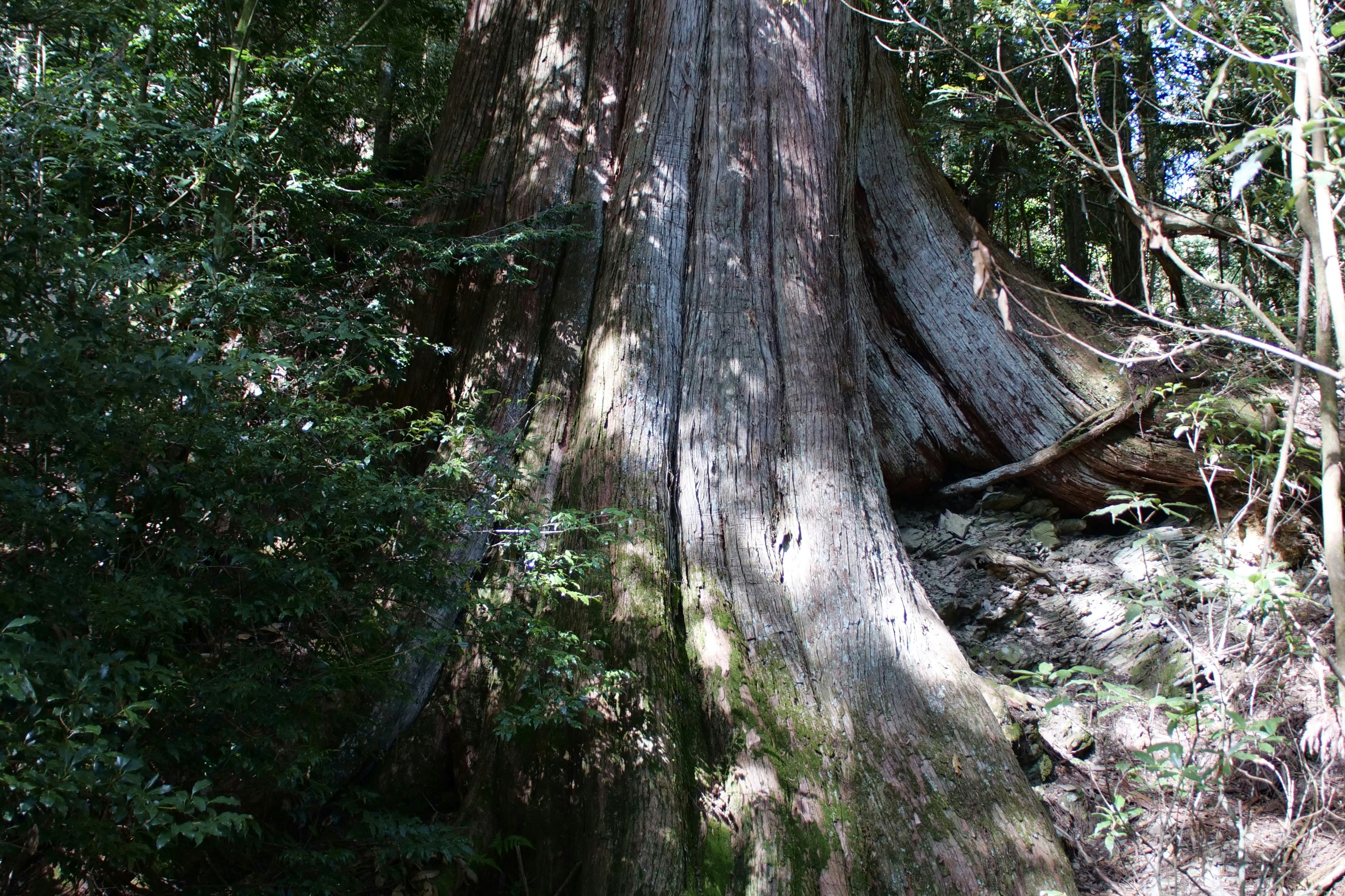 Photo by cocoshalalala