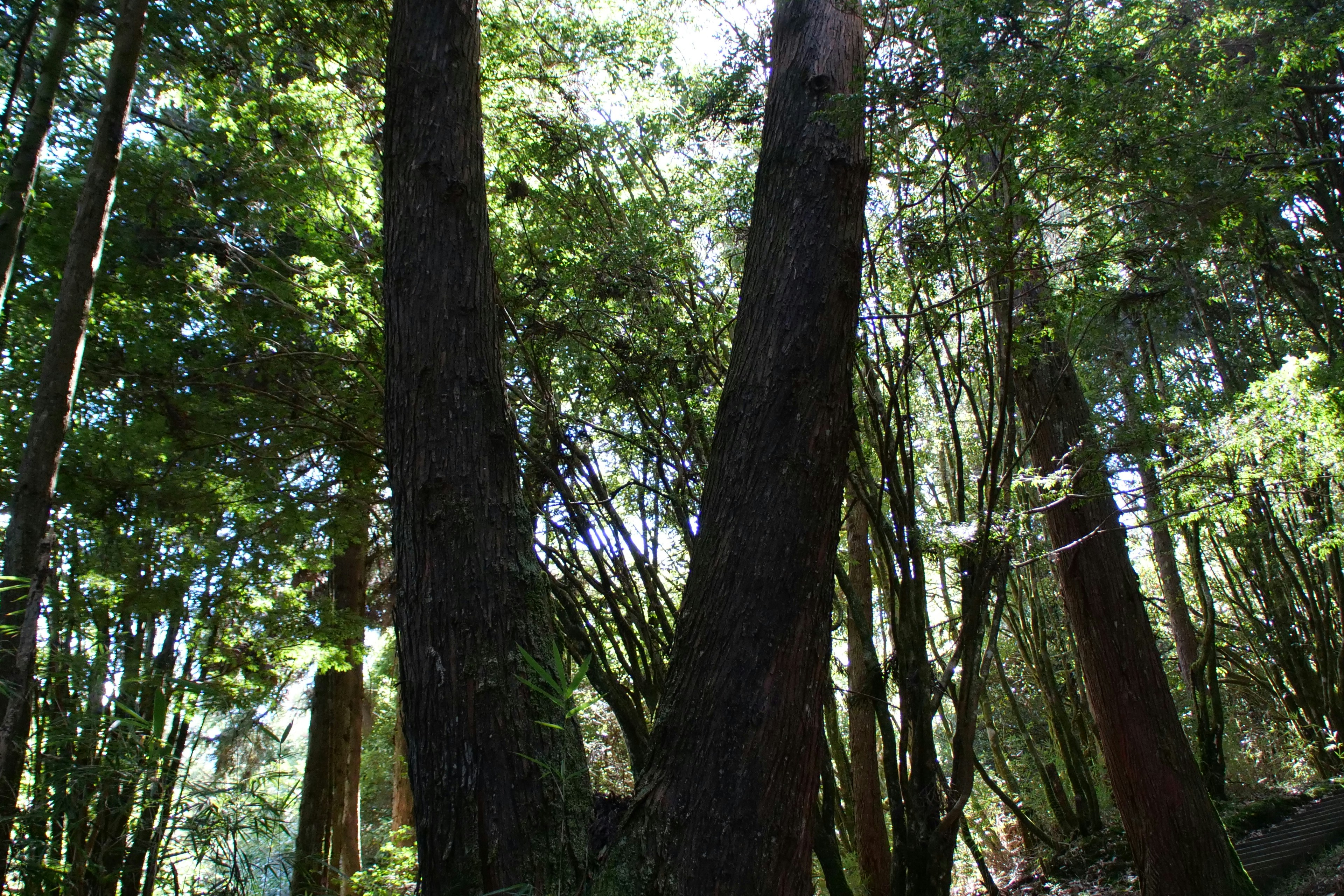 Photo by cocoshalalala