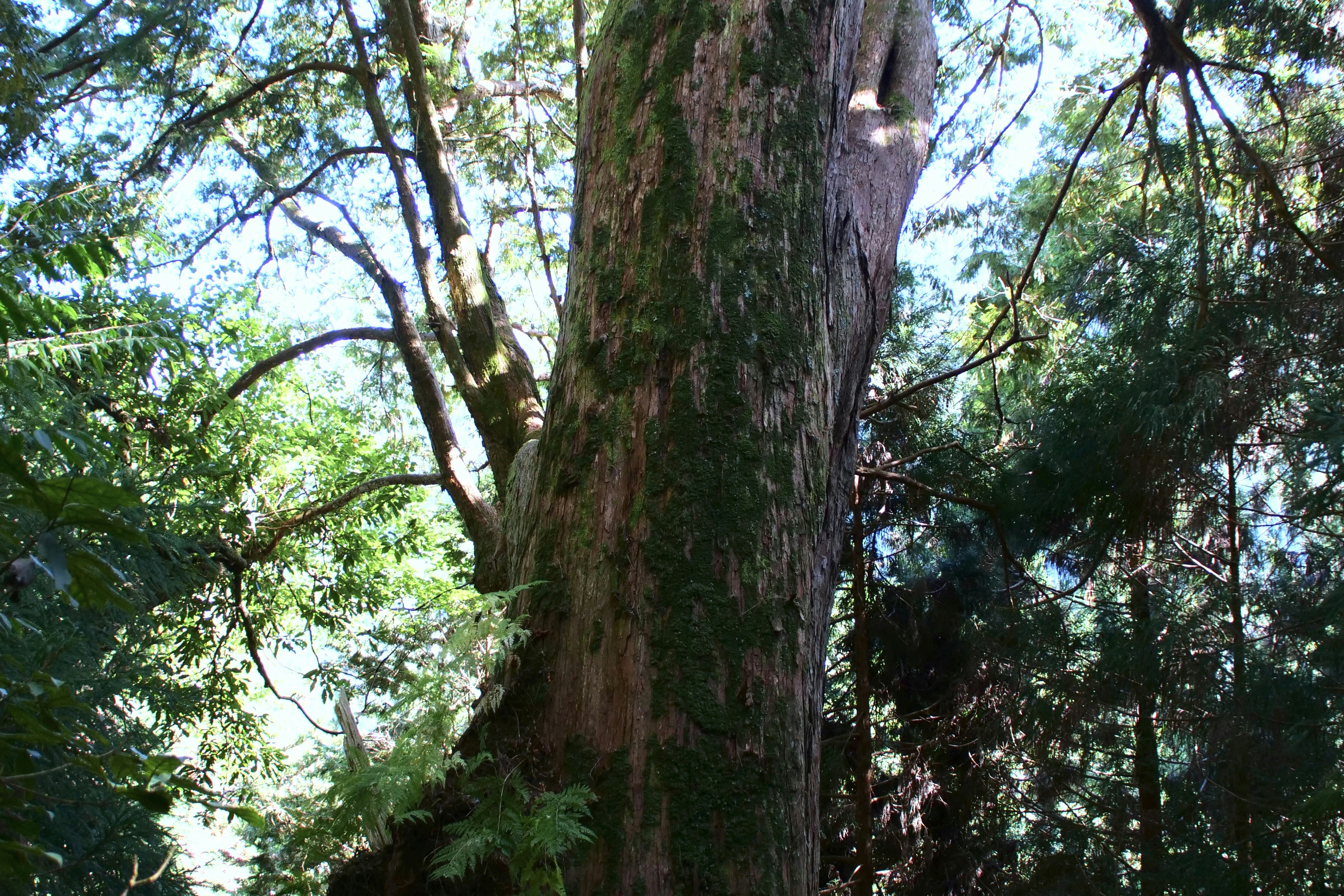 Photo by cocoshalalala