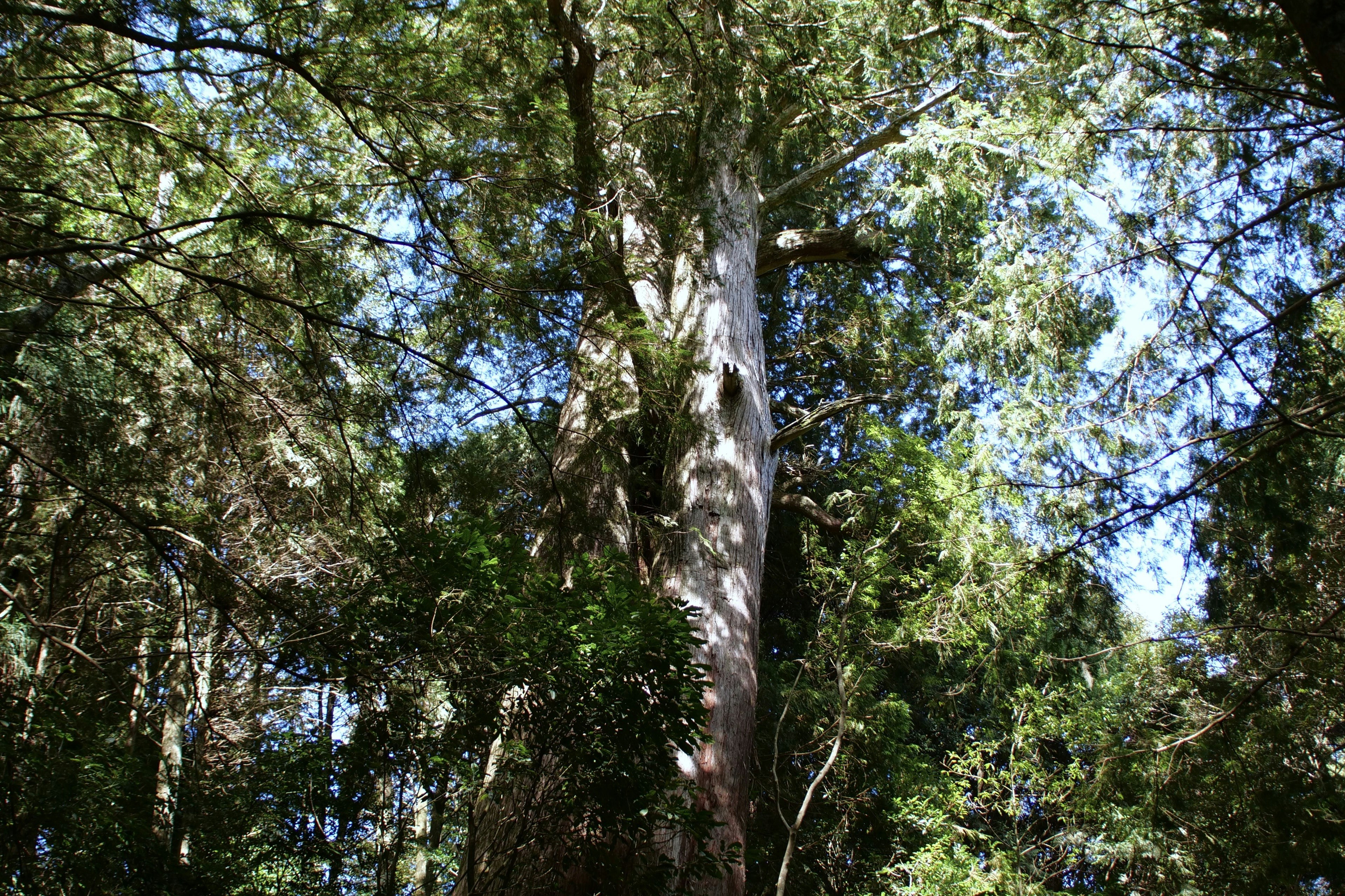 Photo by cocoshalalala