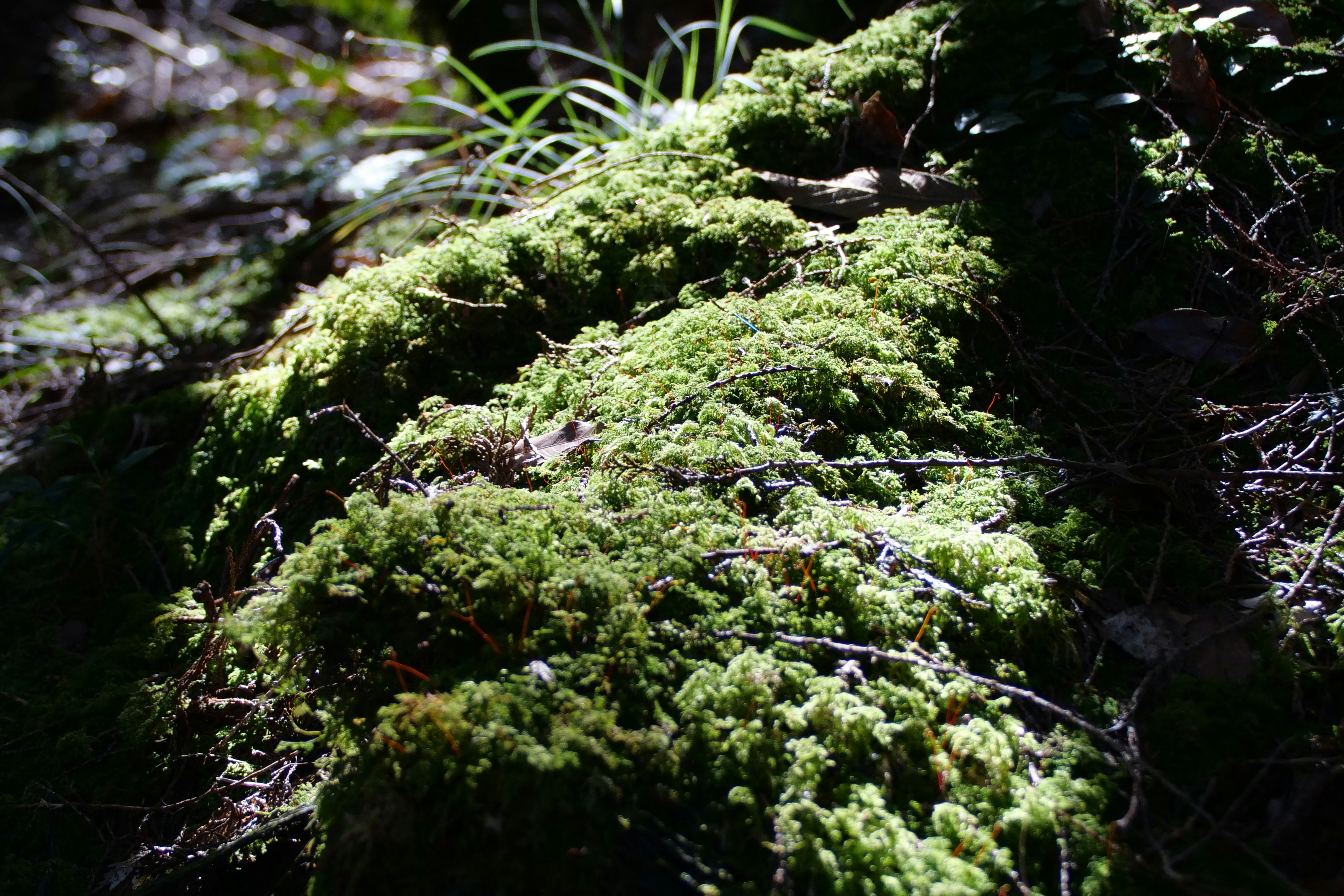 Photo by cocoshalalala