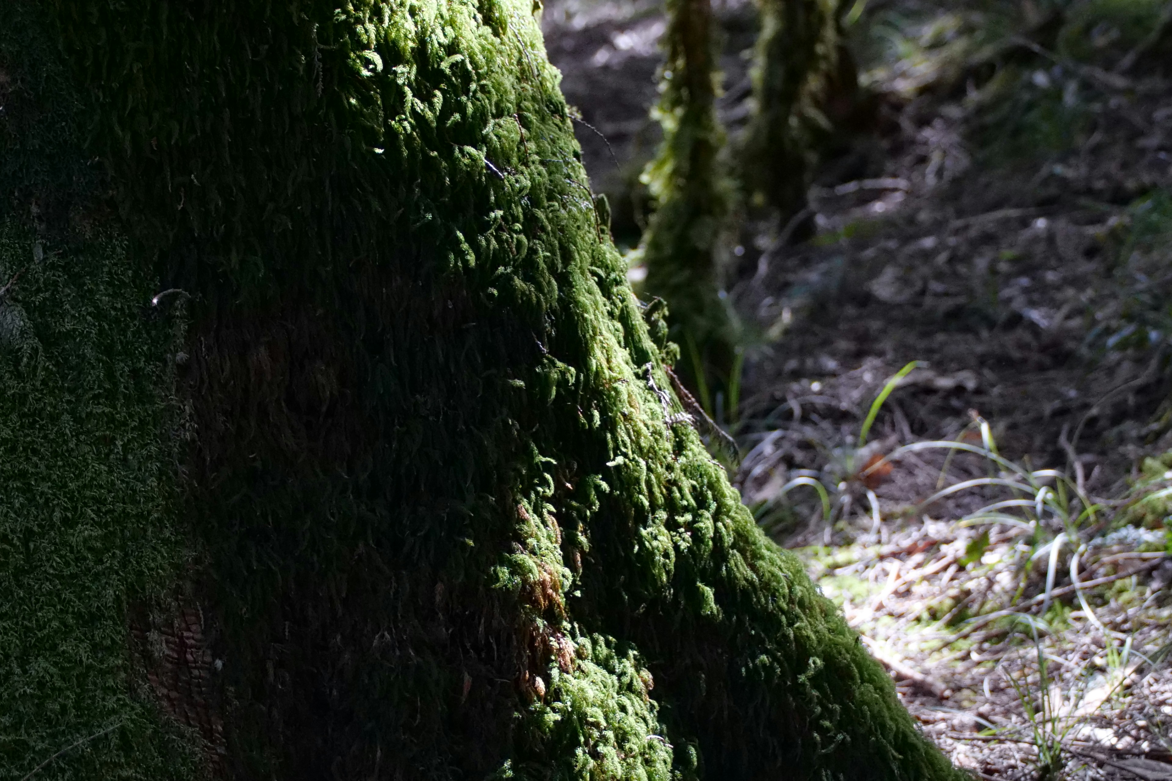 Photo by cocoshalalala