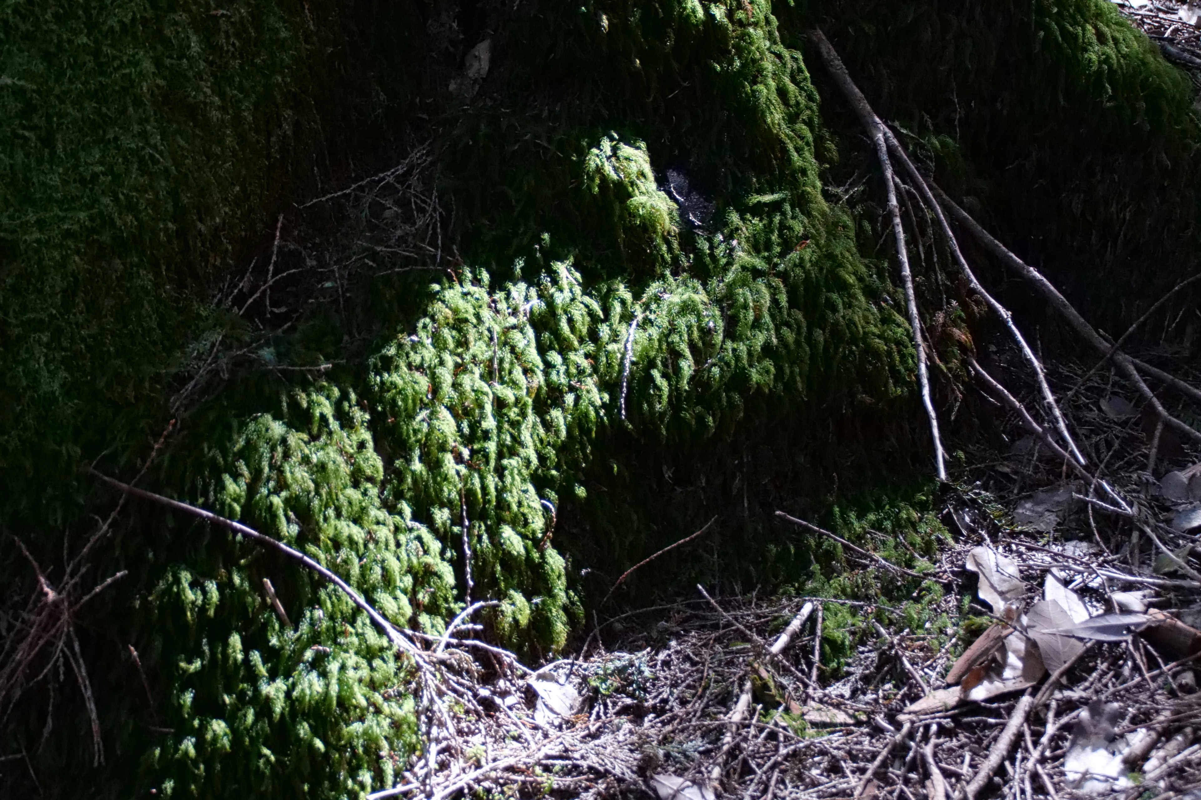 Photo by cocoshalalala