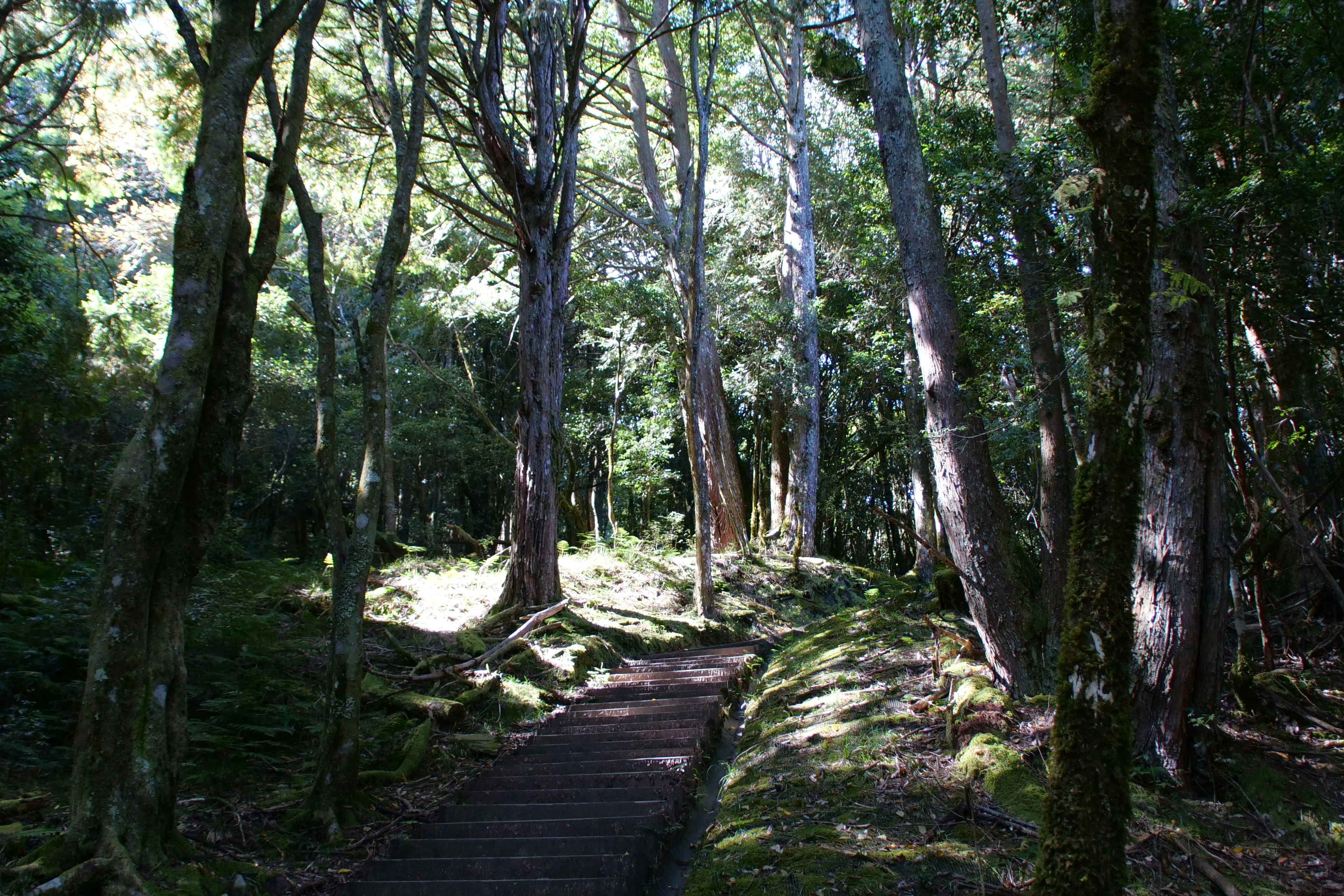 Ancient Kumano Kodo Path