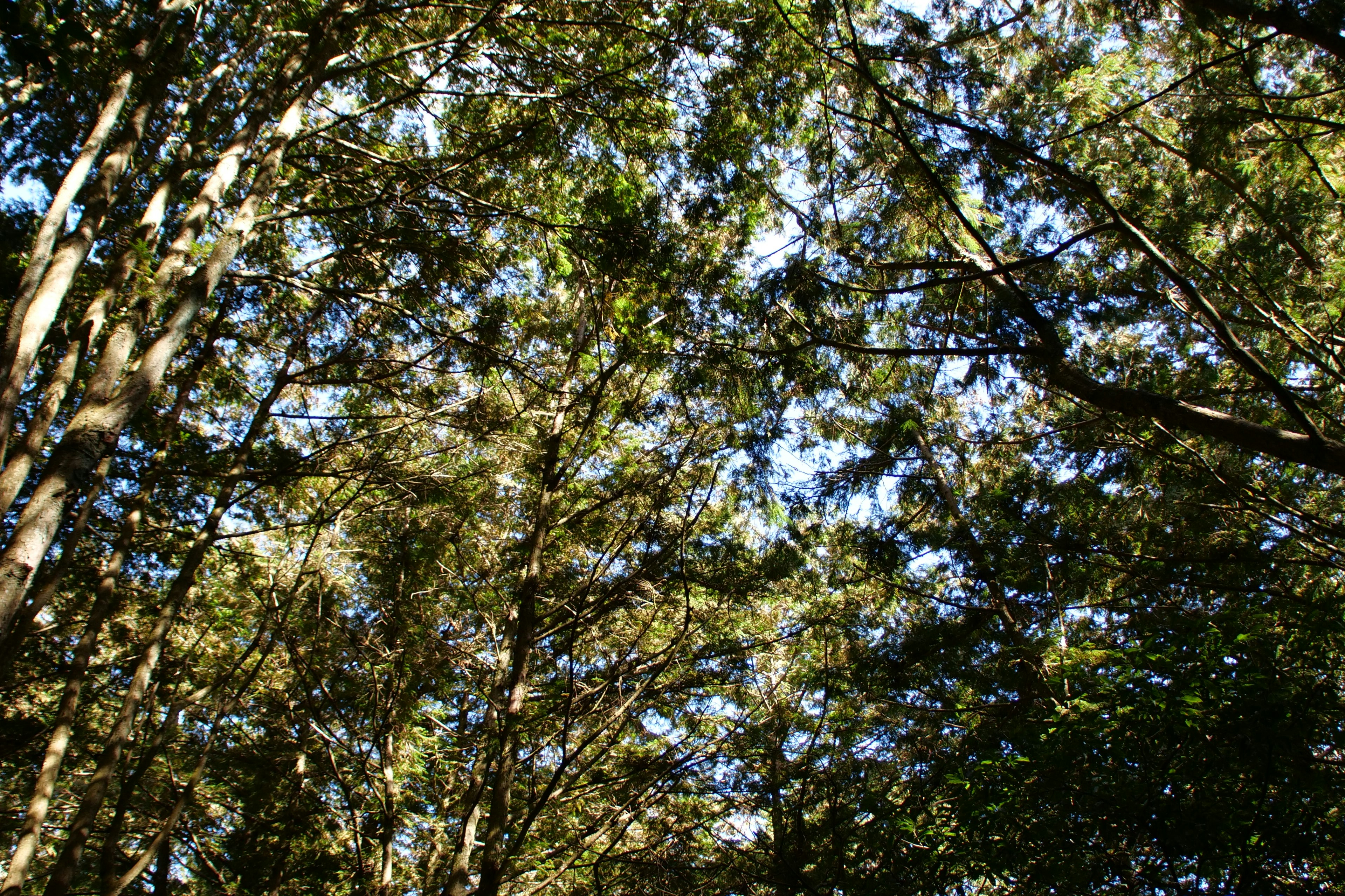 Photo by cocoshalalala