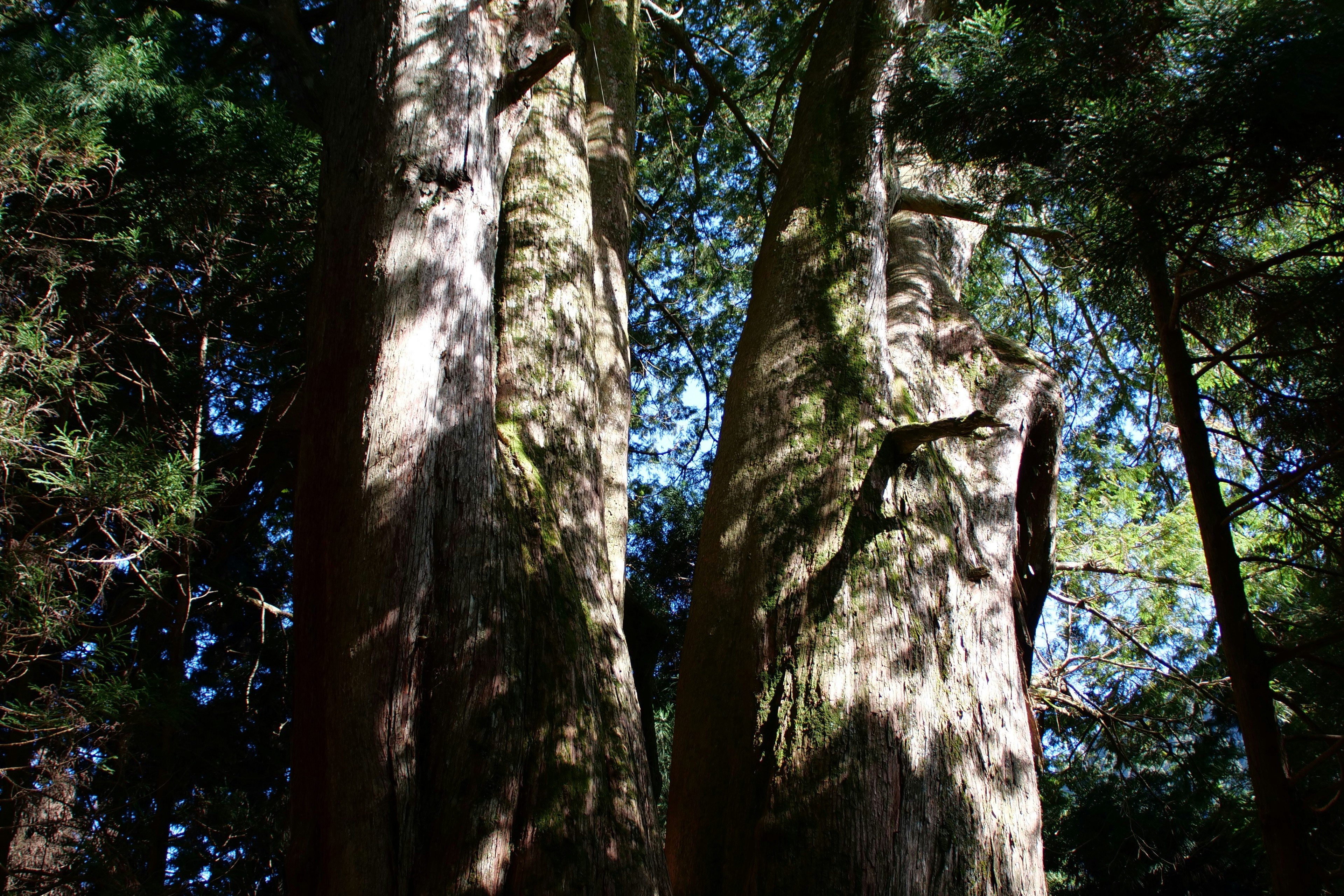 Photo by cocoshalalala