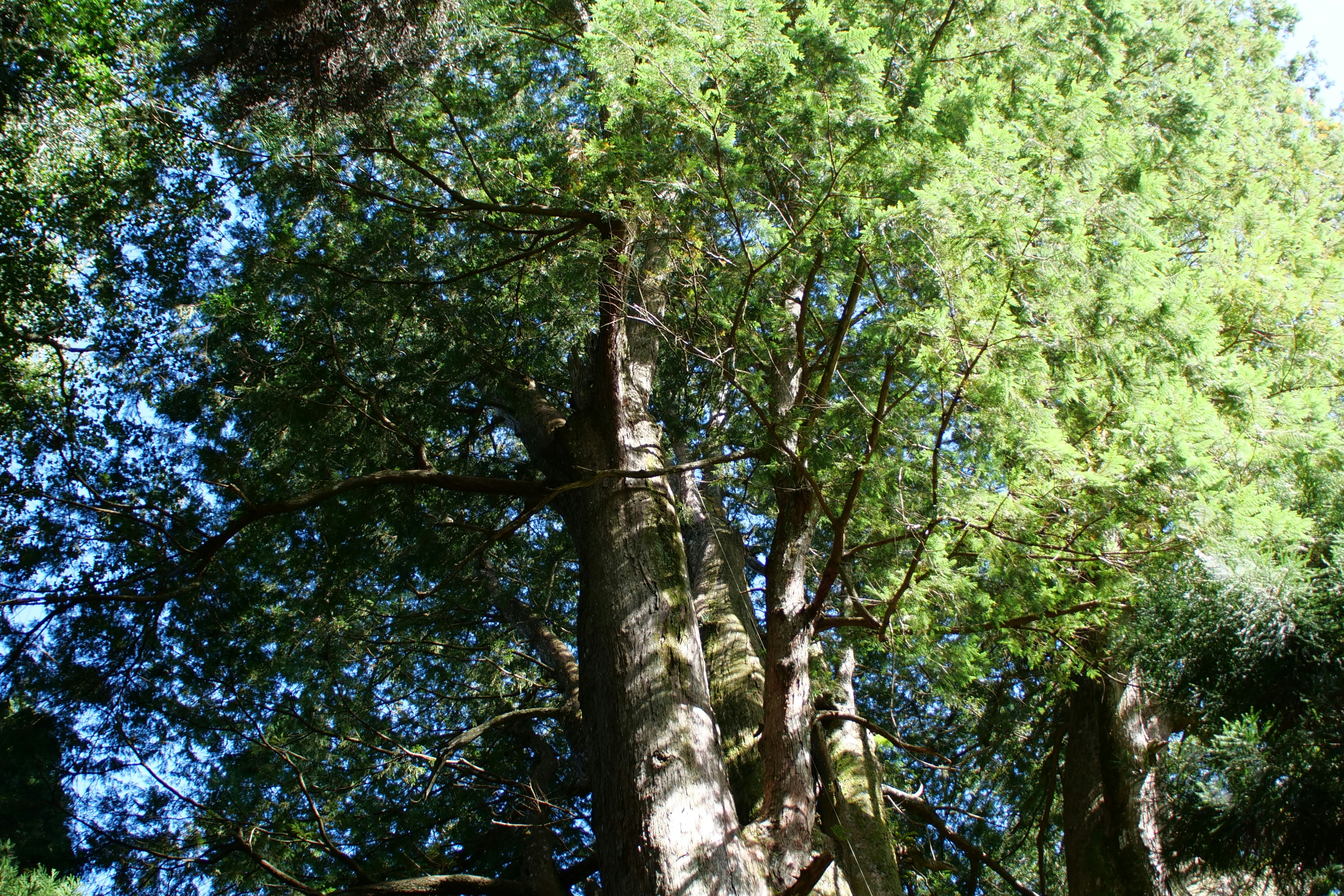 Photo by cocoshalalala