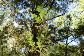 Sunlight filtering through tall trees in a peaceful forest setting where the immersion takes place.