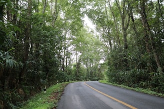 A winding road through a lush green forest under soft sunlight