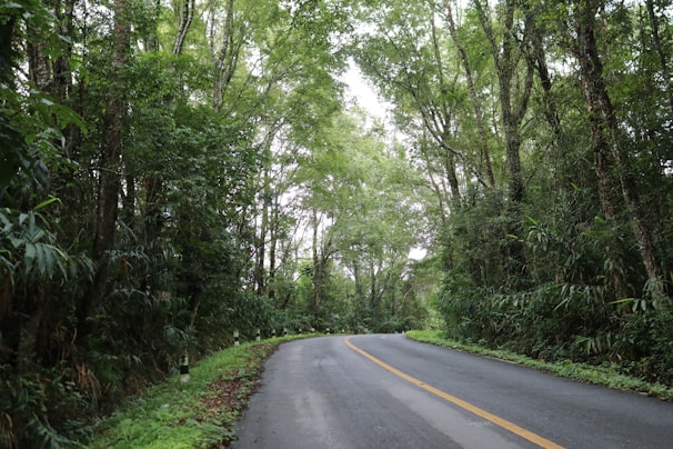 A winding road through a lush green forest under soft sunlight